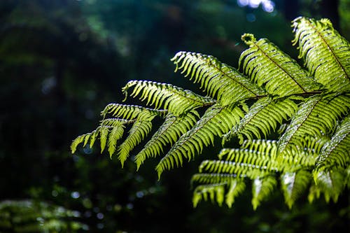 Fern Plant in Close Up Photography