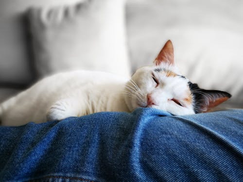 White and Brown Cat Lying on Blue Denim Jeans