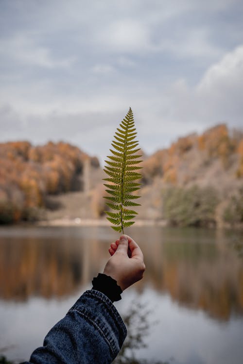 Darmowe zdjęcie z galerii z jesień, jezioro, liść