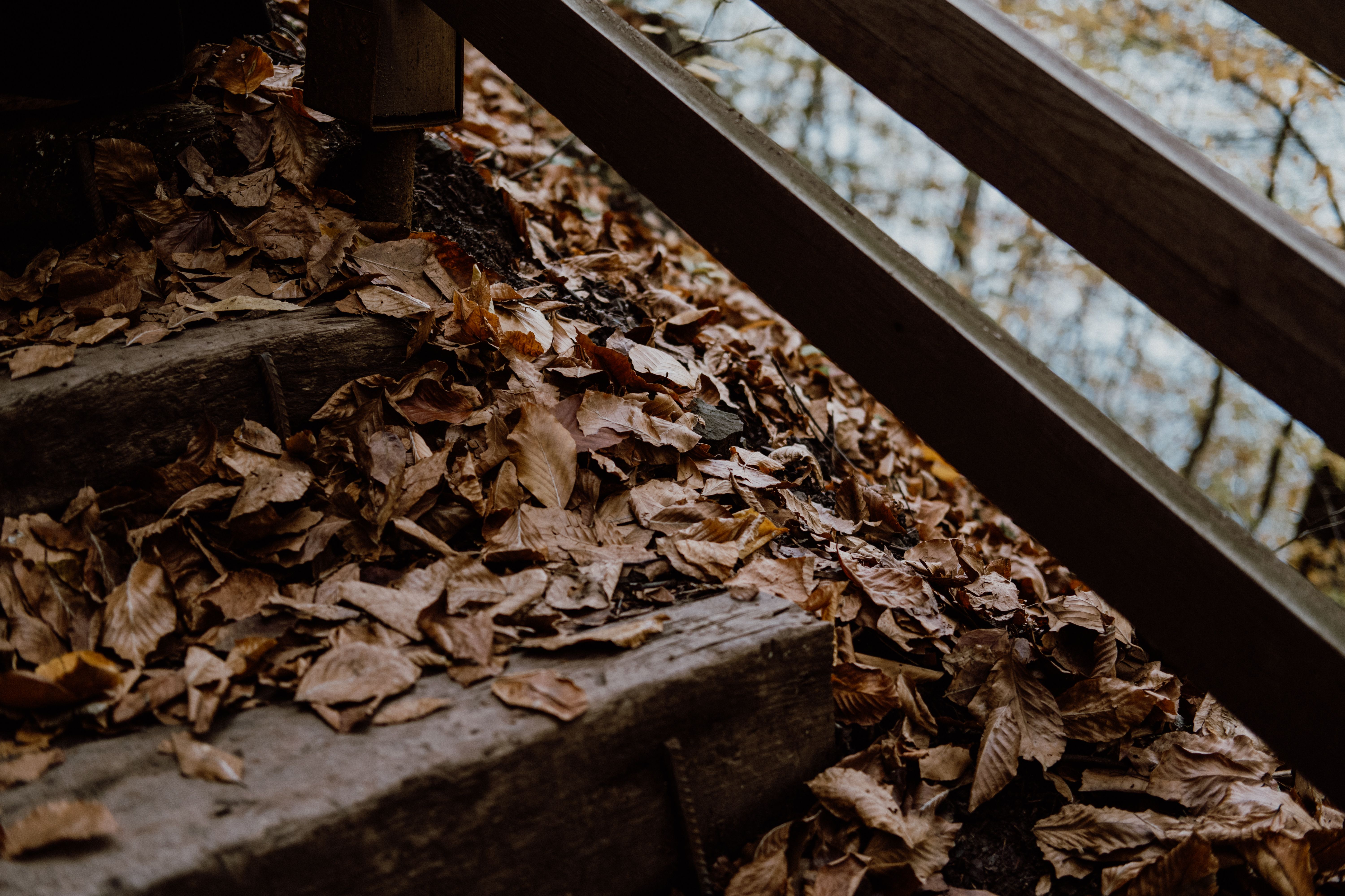 Fence and Decking Painting in Barkingside — woodwork brushed to a crisp, smooth line