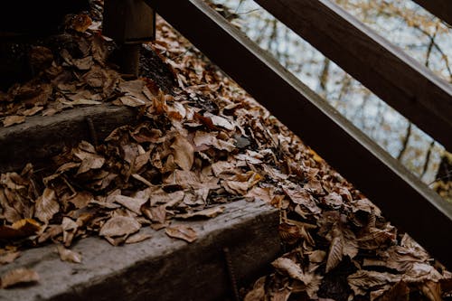 Dried Leaves on Stairs 