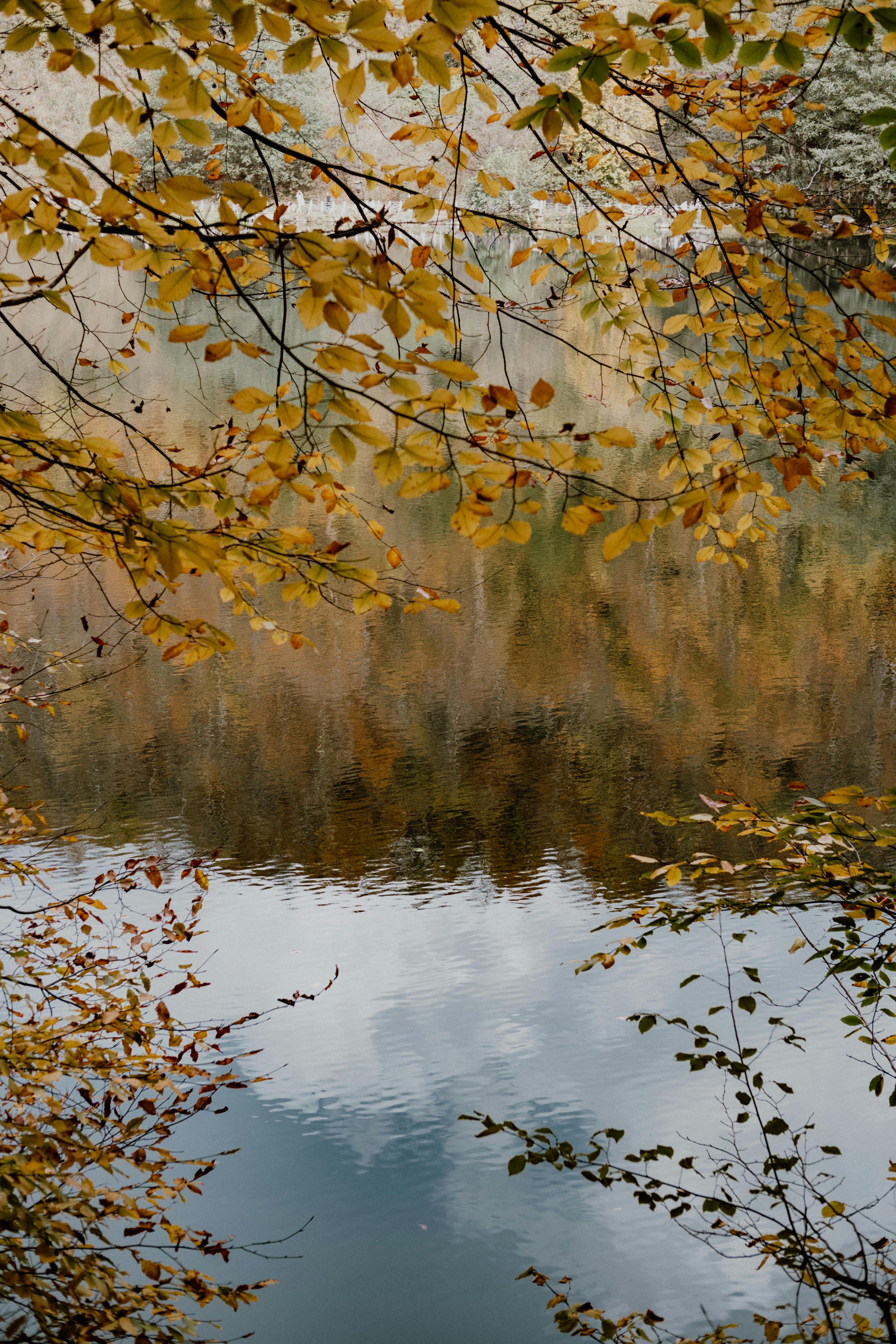 Tree Beside Body Of Water · Free Stock Photo