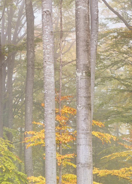 Foto stok gratis berkabut, hutan, musim gugur