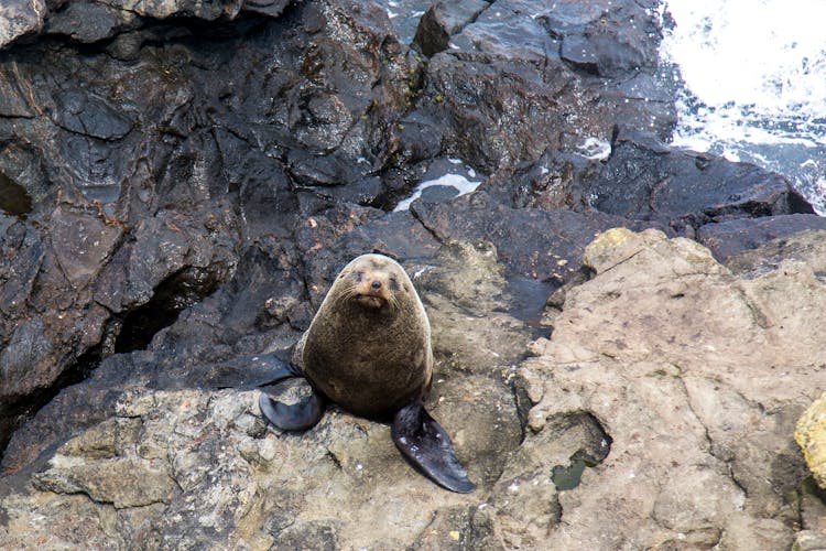 Seal On A Rocky Shore 