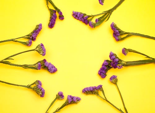 Ingyenes stockfotó lila virágok, limonium sinuatum, sárga háttér témában