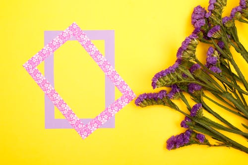 Kostenloses Stock Foto zu gelbem hintergrund, kopie raum, lila blüten