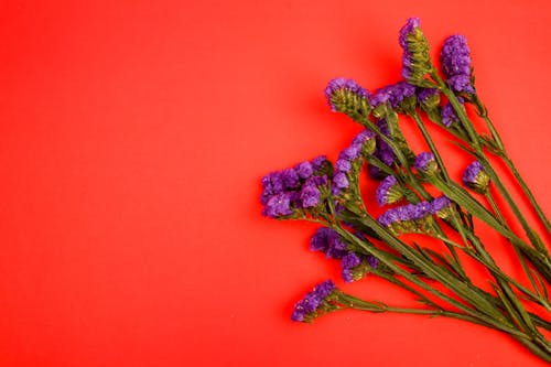 Purple Flowers on Red Surface