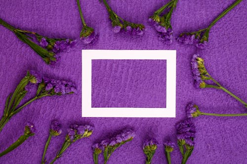Kostenloses Stock Foto zu karte, kopie raum, lila blüten