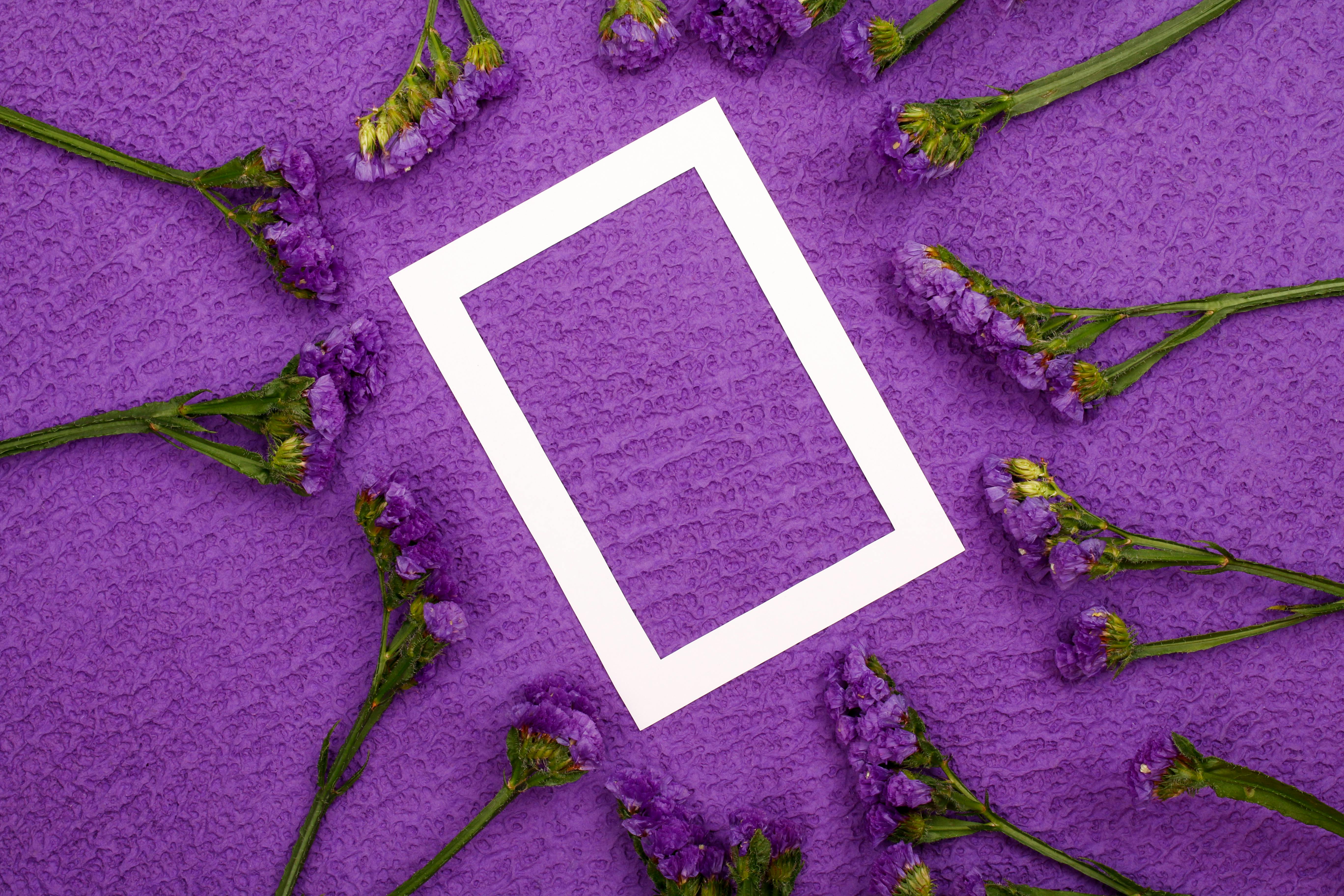 [ColoSach]-purple-flowers-arranged-around-a-white-frame-on-a-textured-violet-surface,-creating-elegant-copyspace.