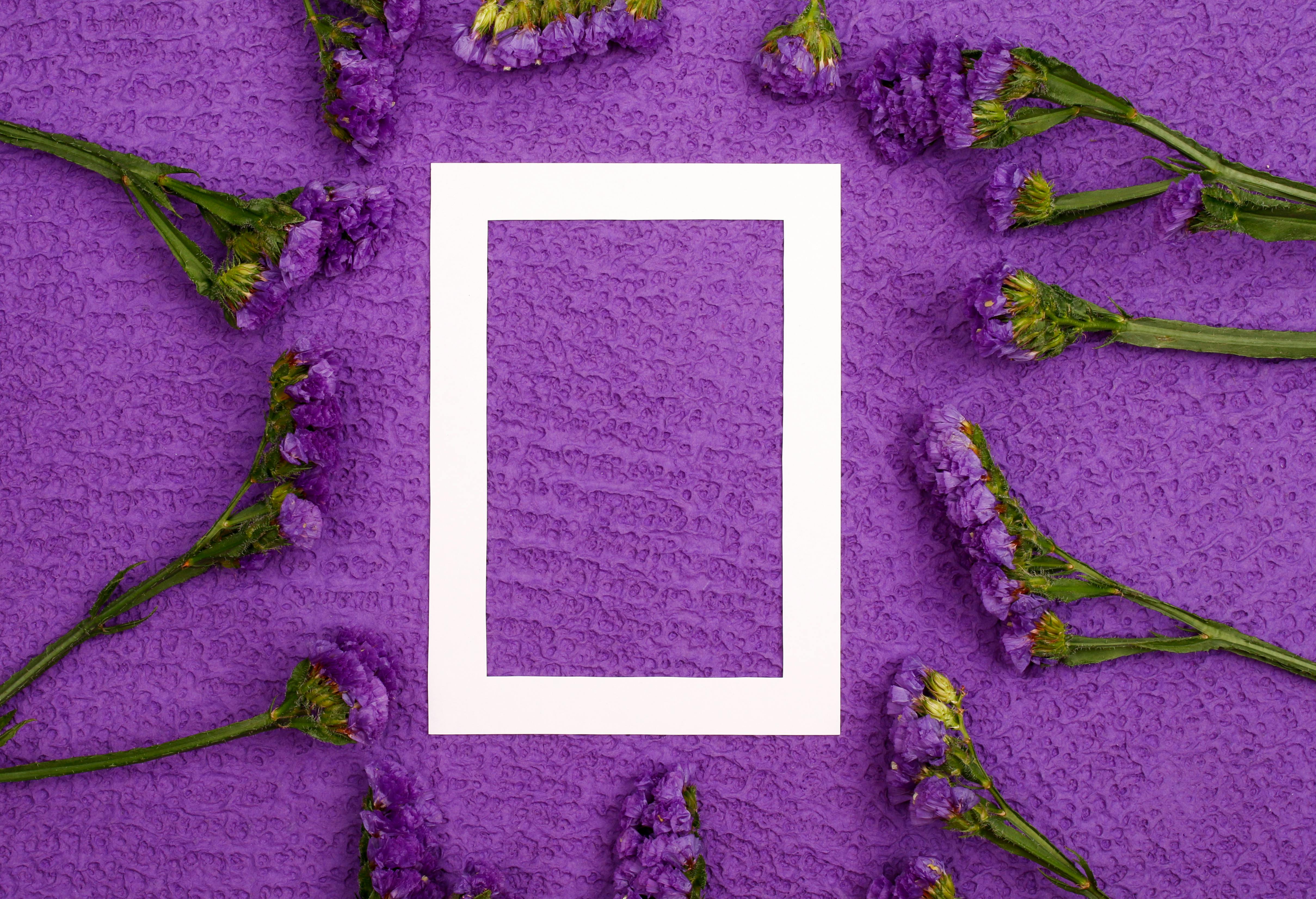 [ColoSach]-purple-flowers-and-blank-frame-on-textured-background-perfect-for-design-copyspace.