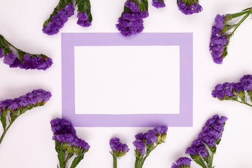 Kostenloses Stock Foto zu blumen, kopie raum, lavendel