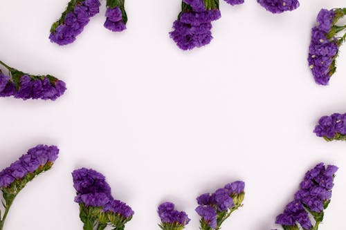 Copyspace, 白色背景, 紫色 的 免費圖庫相片