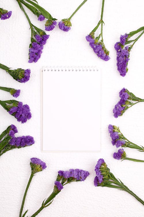 Kostenloses Stock Foto zu blumen, kopie raum, lavendel