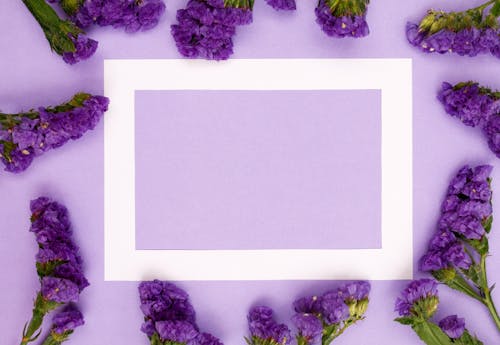 Kostenloses Stock Foto zu blumen, kopie raum, lavendel