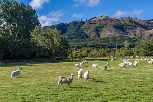 Flock of Sheep on the Green Grass Field
