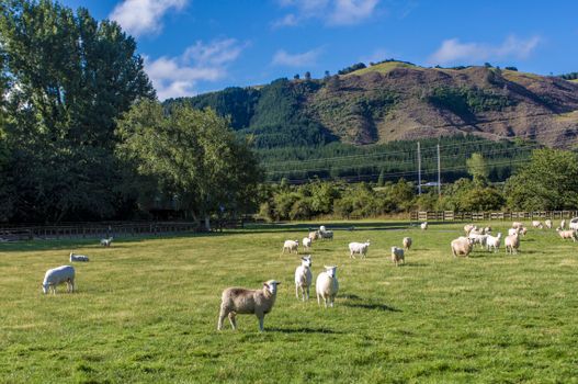 Agrodome shearing show — Rotorua