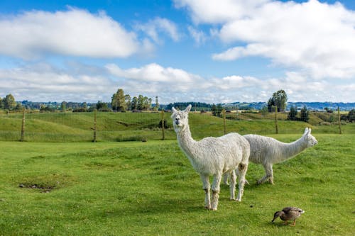White Llama on Green Grass Field Under Blue Sky