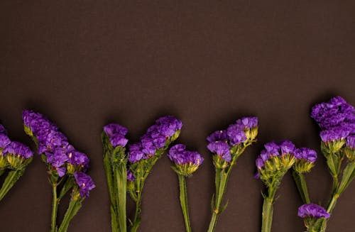 Purple Flowers on Black Background