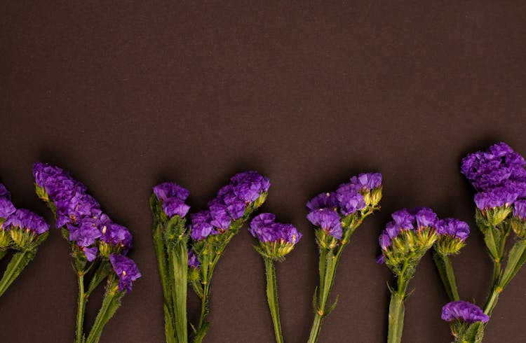 Purple Flowers On Black Background