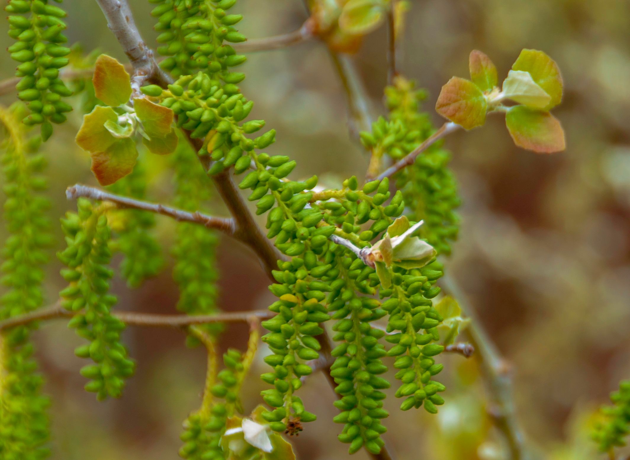 Free Stock Photo Of Springtime