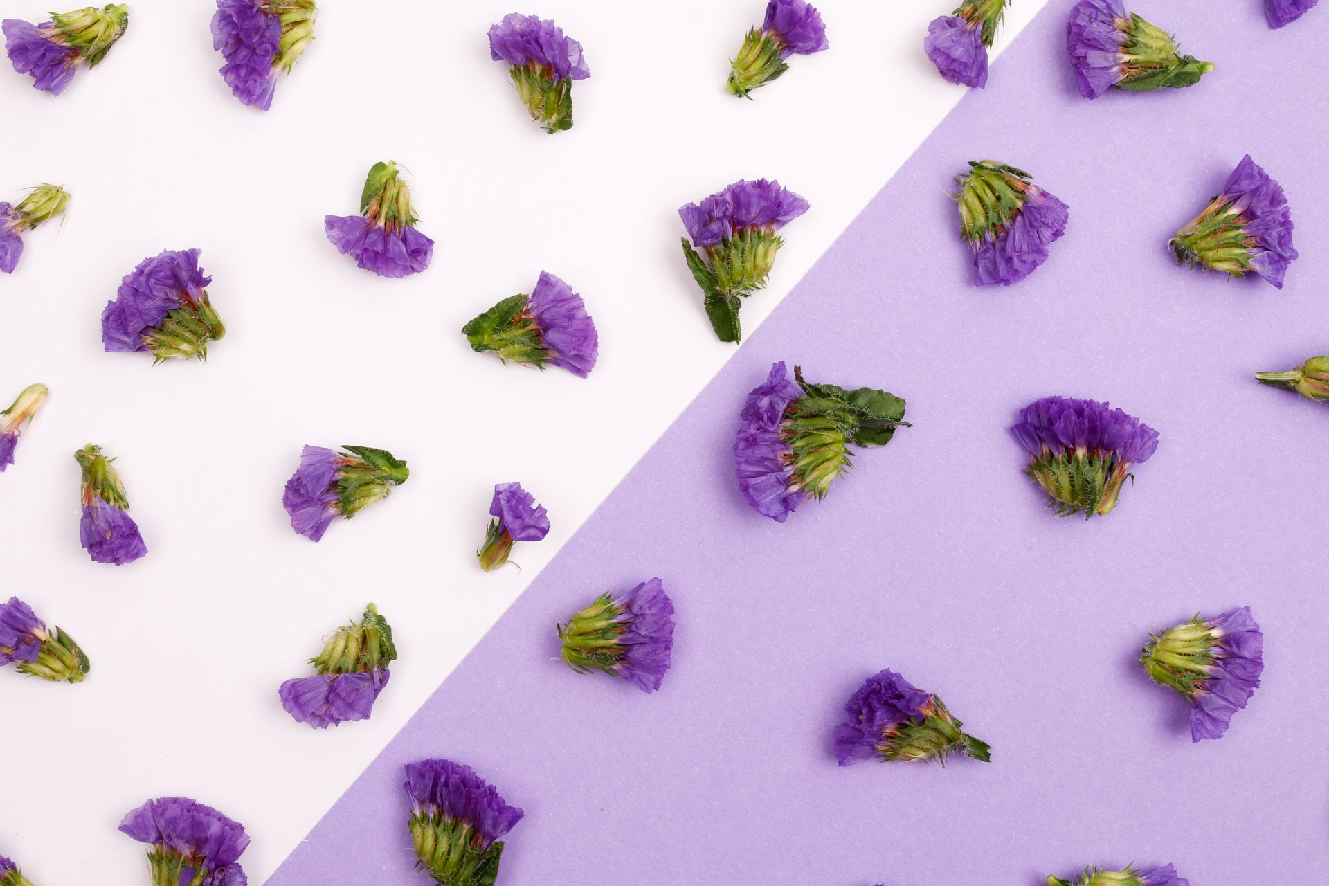 Flat lay of purple sea lavender flowers on a white and lilac split background.