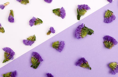Imagine de stoc gratuită din alb și violet, decorațiune, diagonală