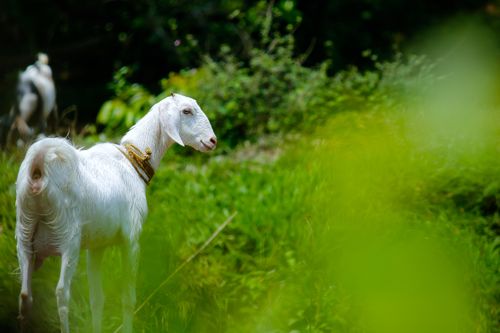 Free A white goat standing in a vibrant green pasture in rural India. Stock Photo