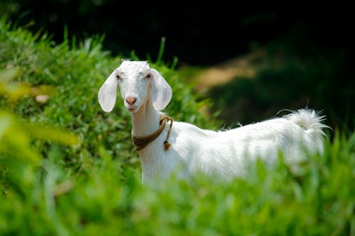 Chèvre Blanche Dans Le Champ D'herbe