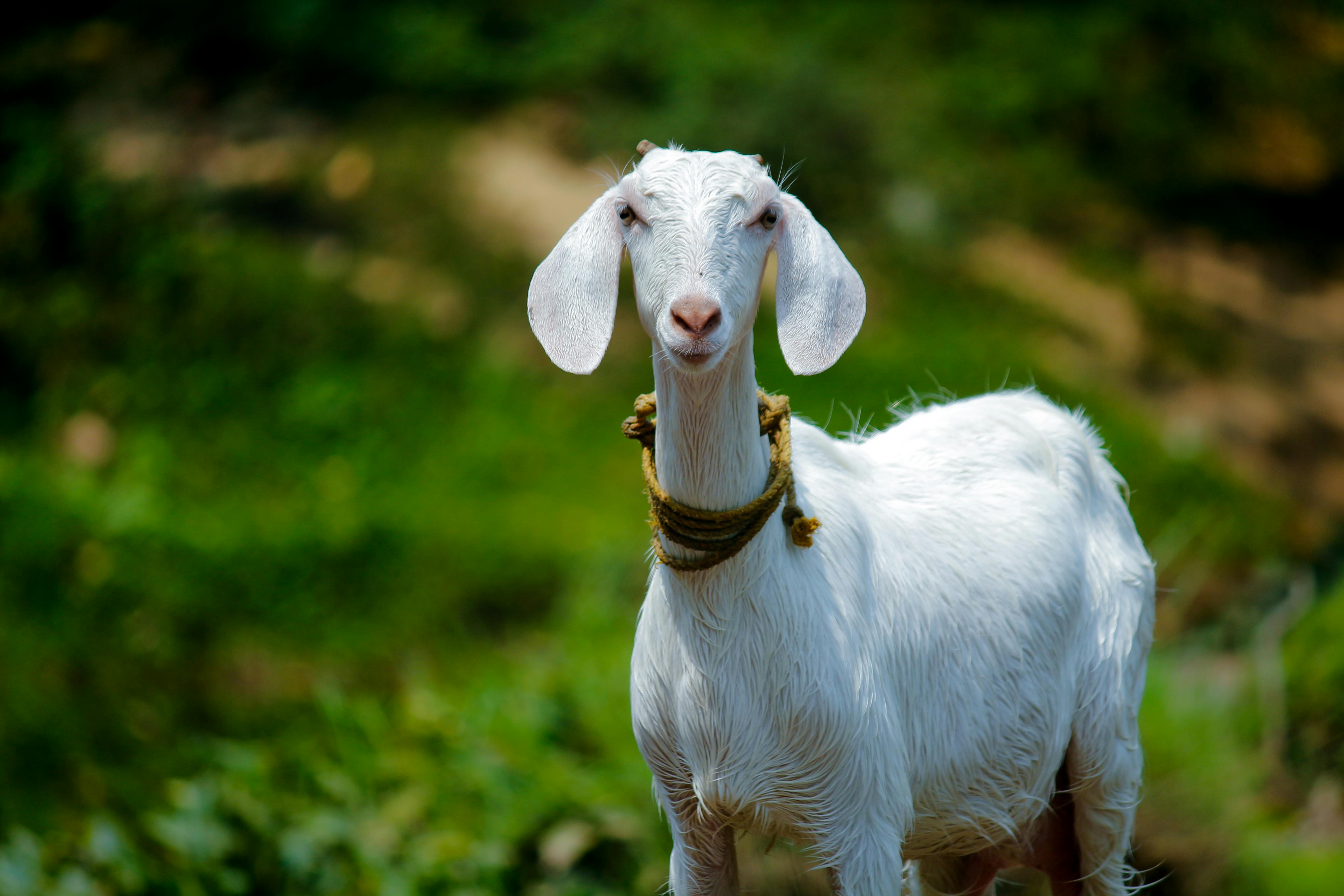 Goat 4K wallpapers for your desktop or mobile screen free and easy to  download