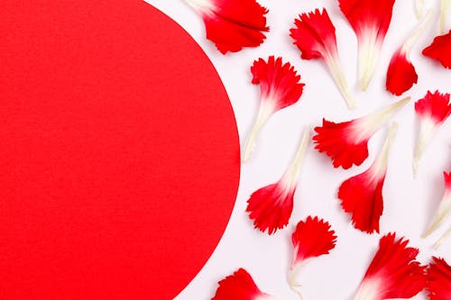 Decorative Pattern of Red and White Petals