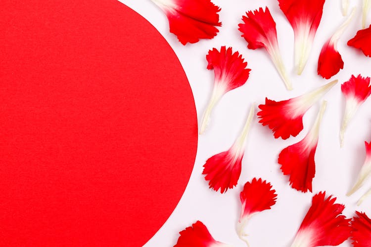 Decorative Pattern Of Red And White Petals