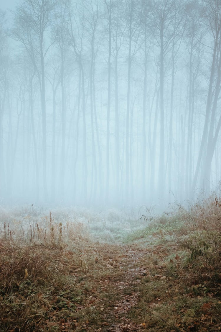 Forest Glade And Trees In Mist