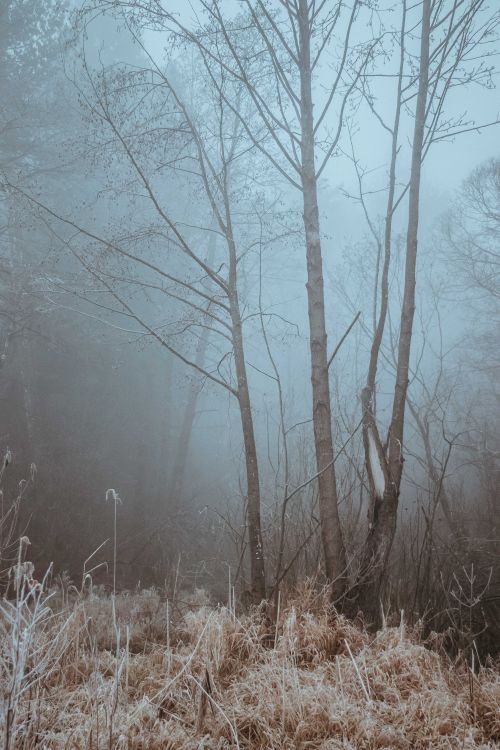 Free Misty forest scene with frosty trees and foggy ambiance, perfect for nature themes. Stock Photo