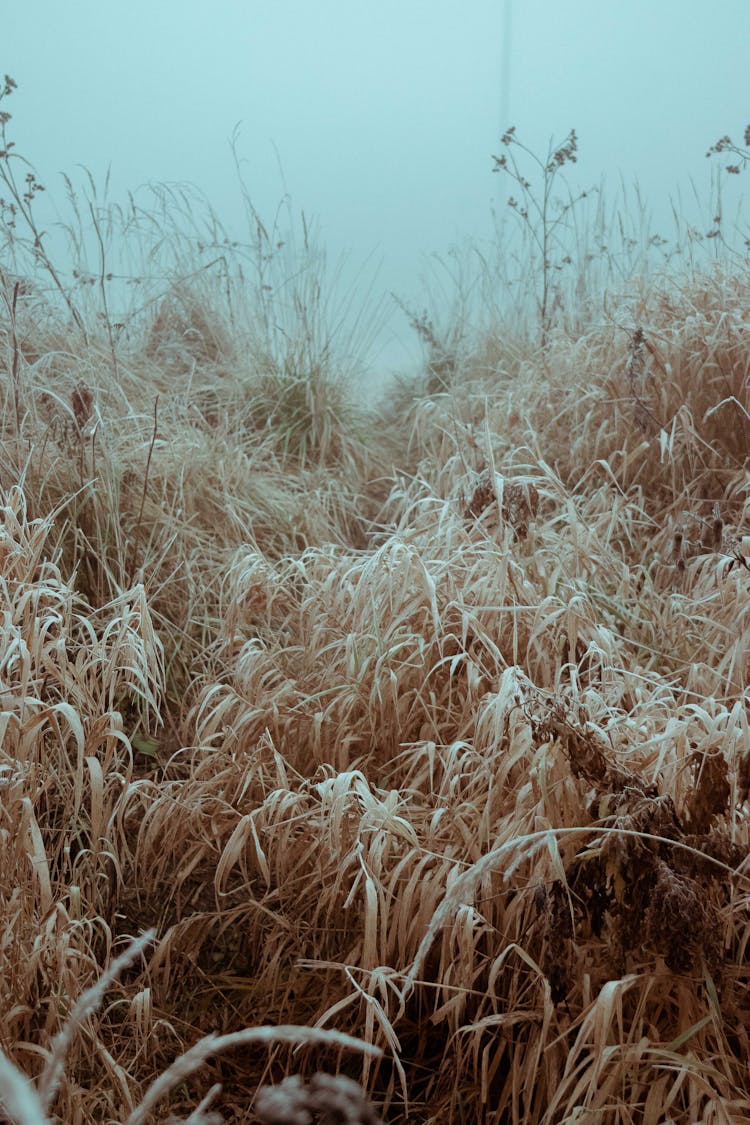 Dry Grass In Autumn