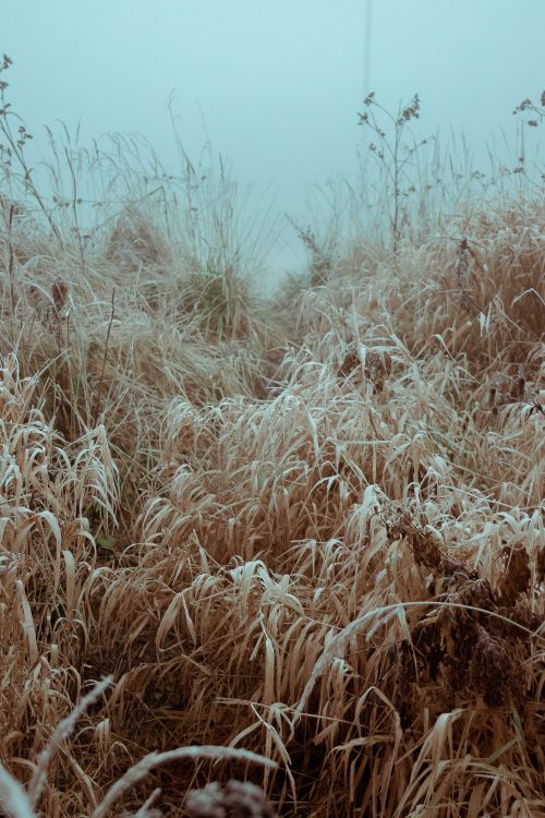 Free A tranquil view of dry autumn grass in a foggy field, offering a calm and moody atmosphere. Stock Photo