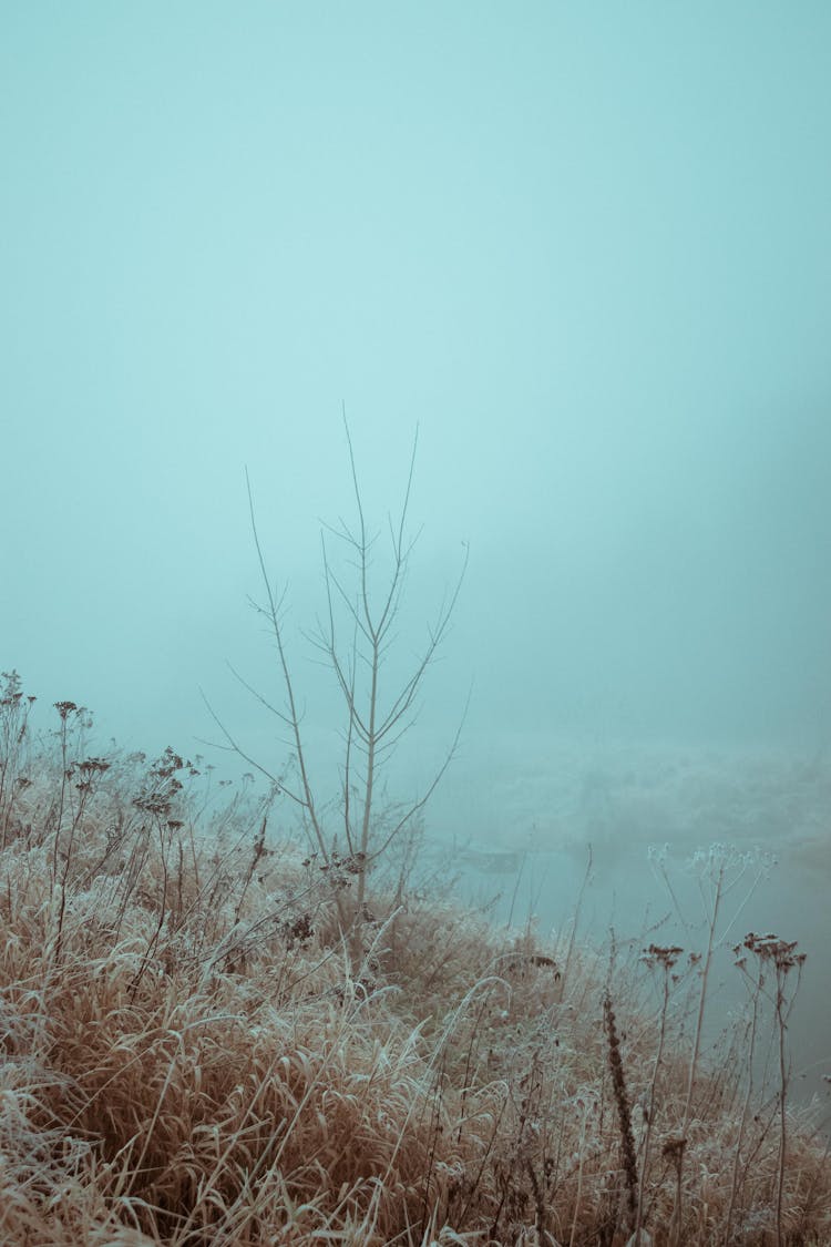 Foggy And Frosty Landscape 