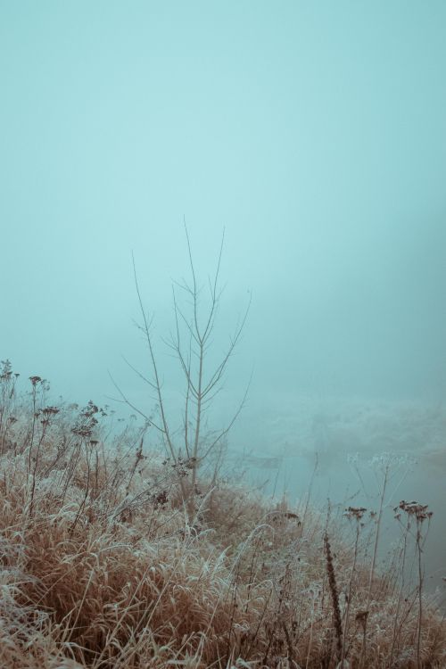 Free Serene misty landscape with frost-covered grass, evoking calmness and cold weather. Stock Photo