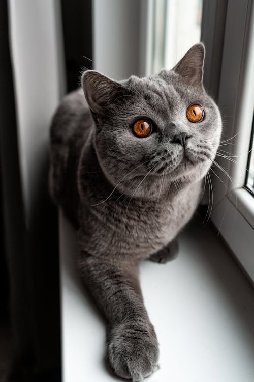 Close Up Photo of Gray Cat