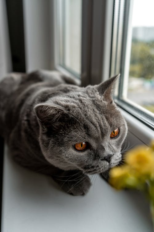 Gray Cat in Close Up Photography