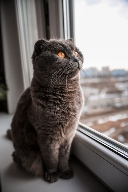 Free A British Shorthair cat with bright eyes sits by a window, looking outside. Stock Photo