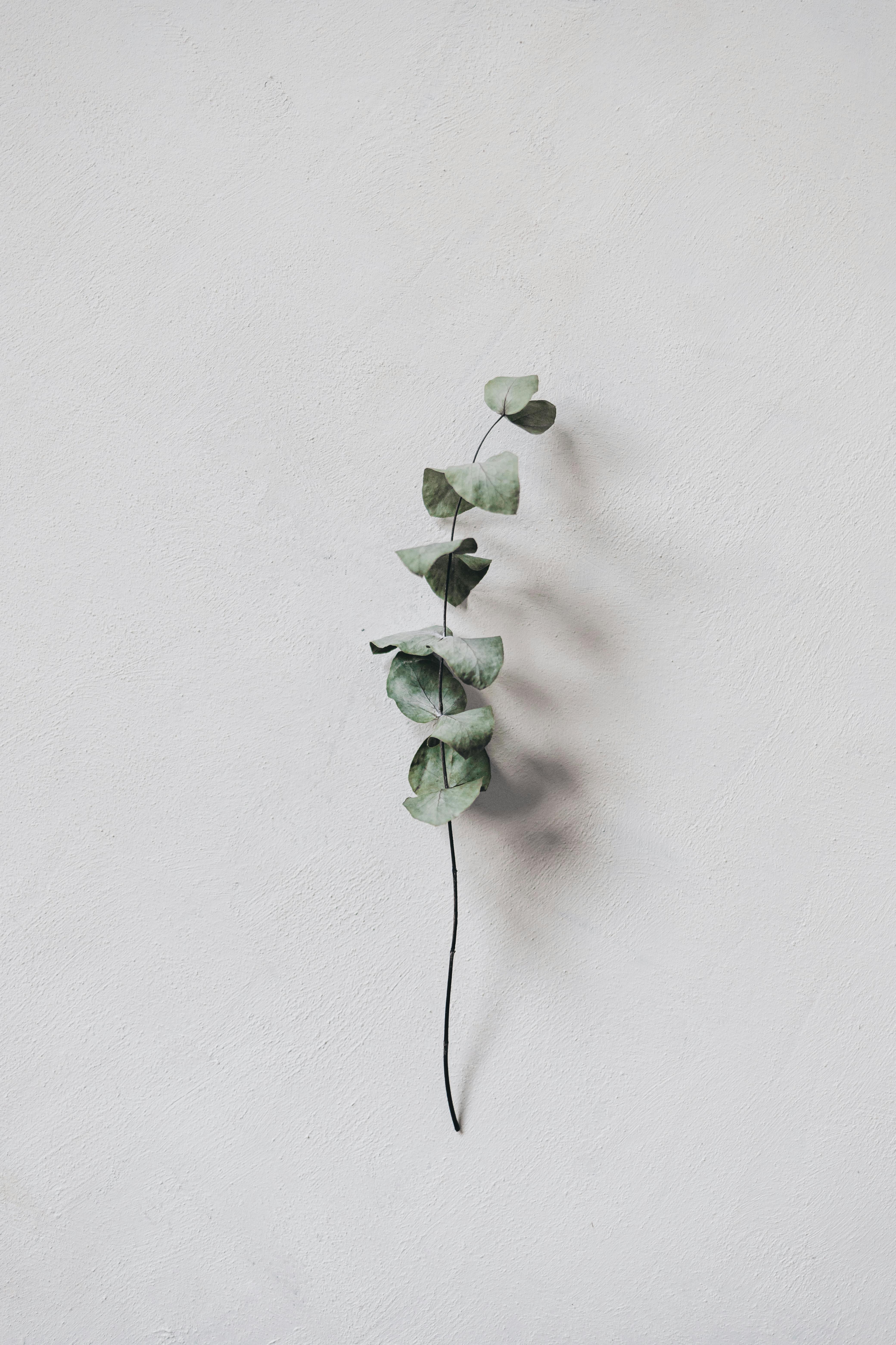 Single eucalyptus branch against a simple, light background. Perfect for a calm, minimalist aesthetic.