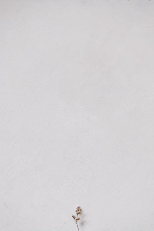 Free A simple composition of a dry flower on a white textured background, offering ample copy space. Stock Photo