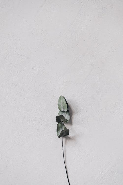 Dry Leaves on the White Background