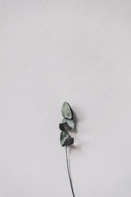 Free Elegant minimalist still life featuring dried eucalyptus leaves on a white textured background. Stock Photo