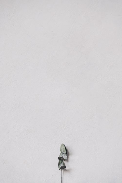 Free A single eucalyptus branch against a textured white background, embodying simplicity. Stock Photo