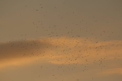 Silhouette of Birds Flying