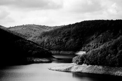무료 강, 그레이스케일, 나무의 무료 스톡 사진