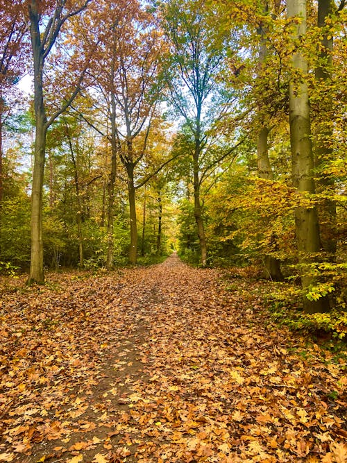 Free stock photo of autumn, autumn leaves, colors of autumn