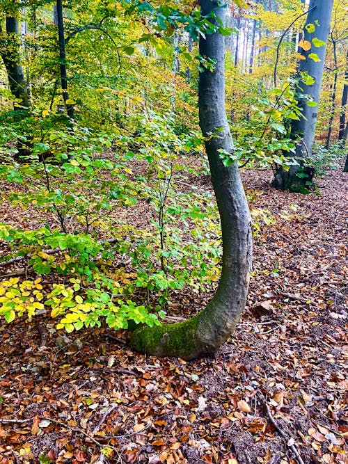 Free stock photo of autumn, autumn leaves, colors of autumn