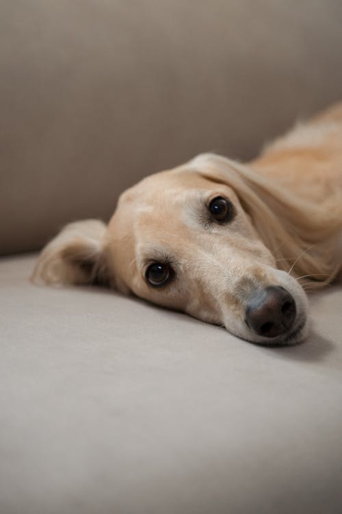 Cute Greyhound Laying on Sofa